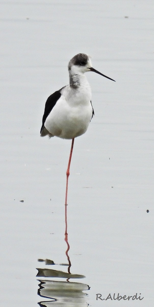 Black-winged Stilt - ML641343401