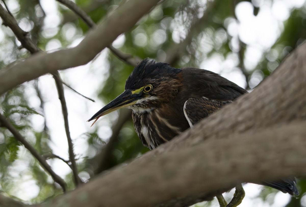 Green Heron - ML641343410