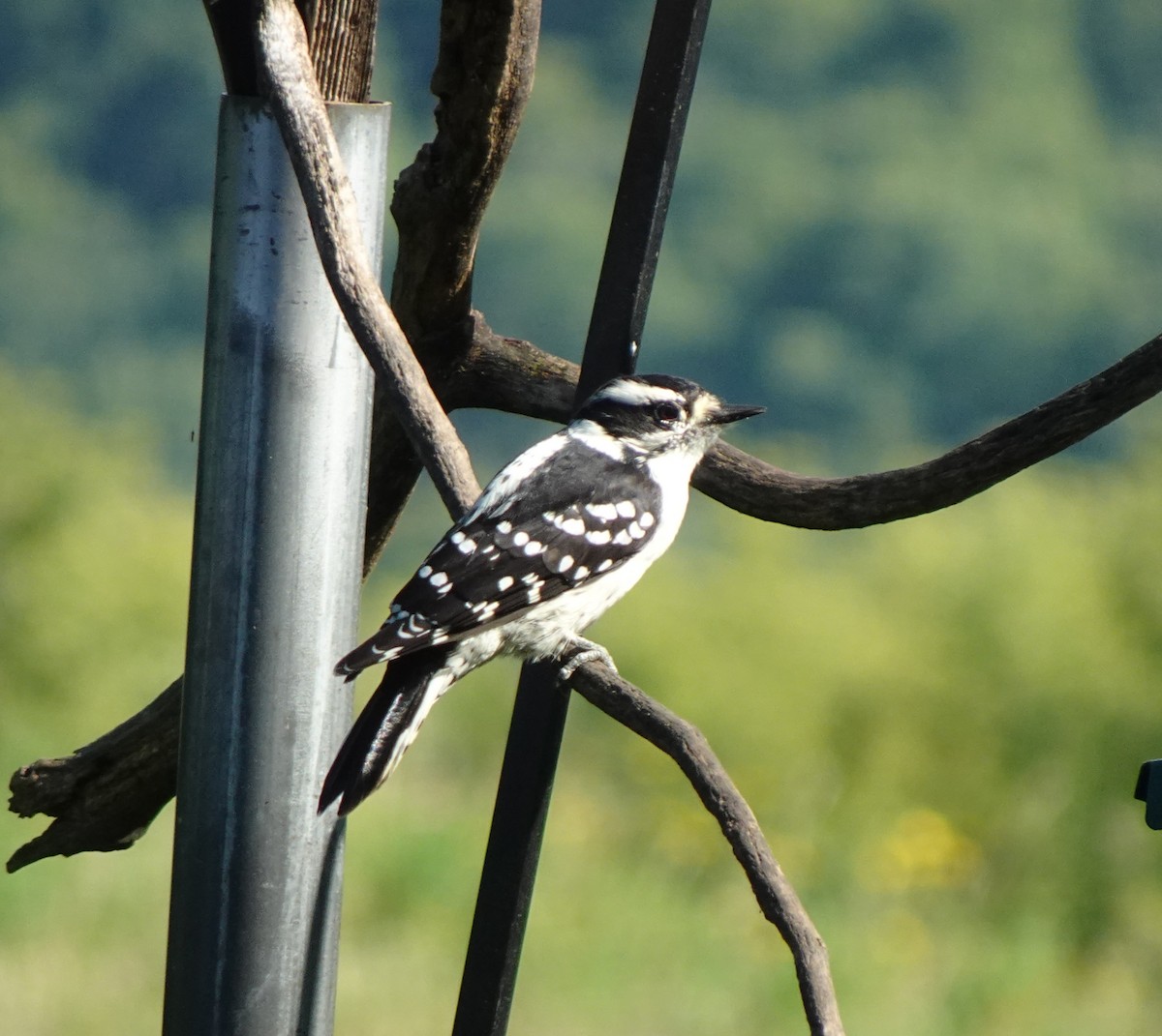 Downy Woodpecker - ML641343448