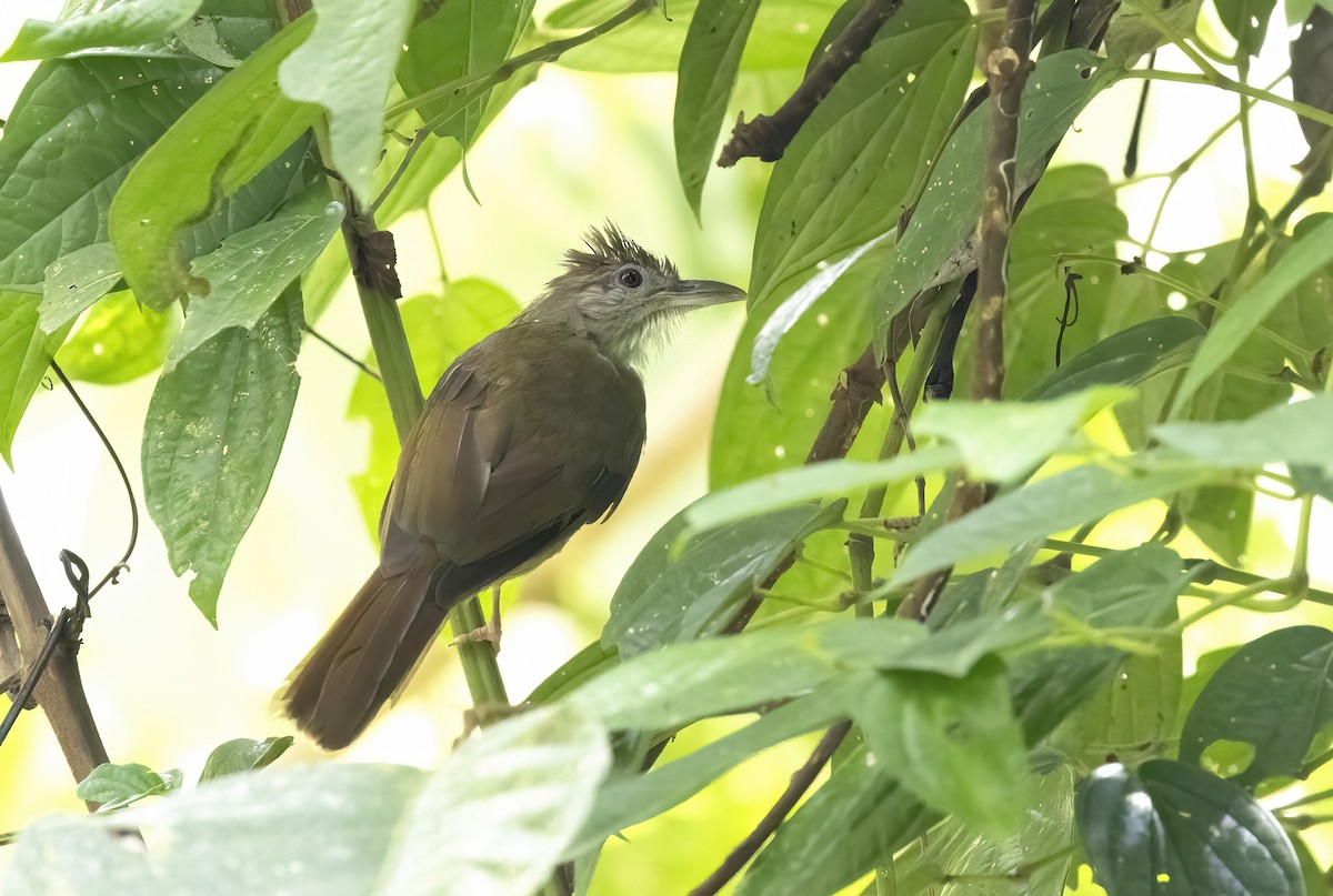 Gray-cheeked Bulbul - ML641343454