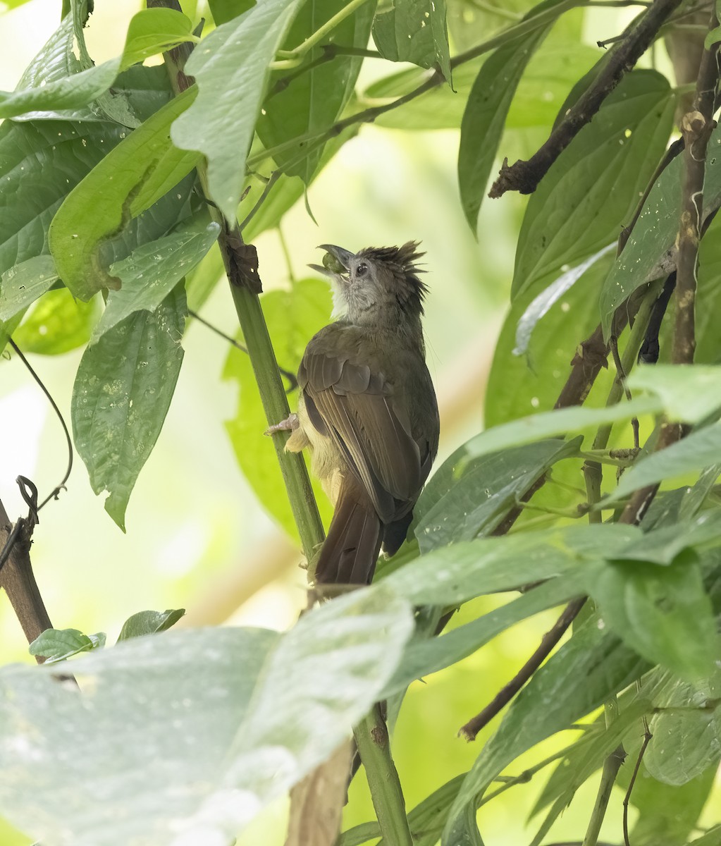 Gray-cheeked Bulbul - ML641343467