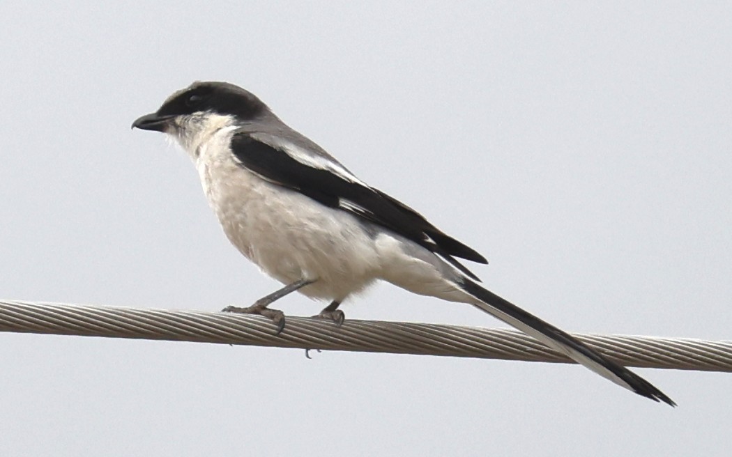 Giant Shrike - ML641343468