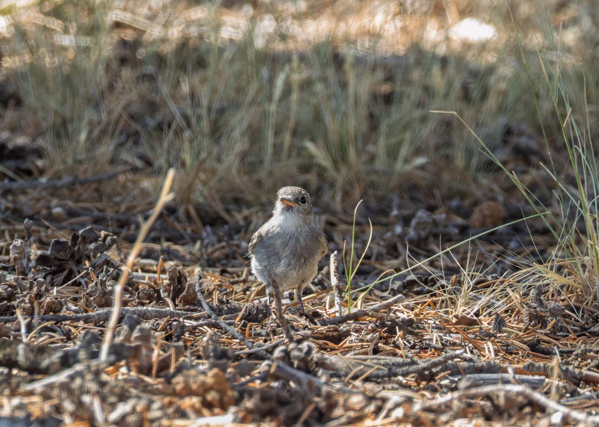 Gray Flycatcher - ML641343505