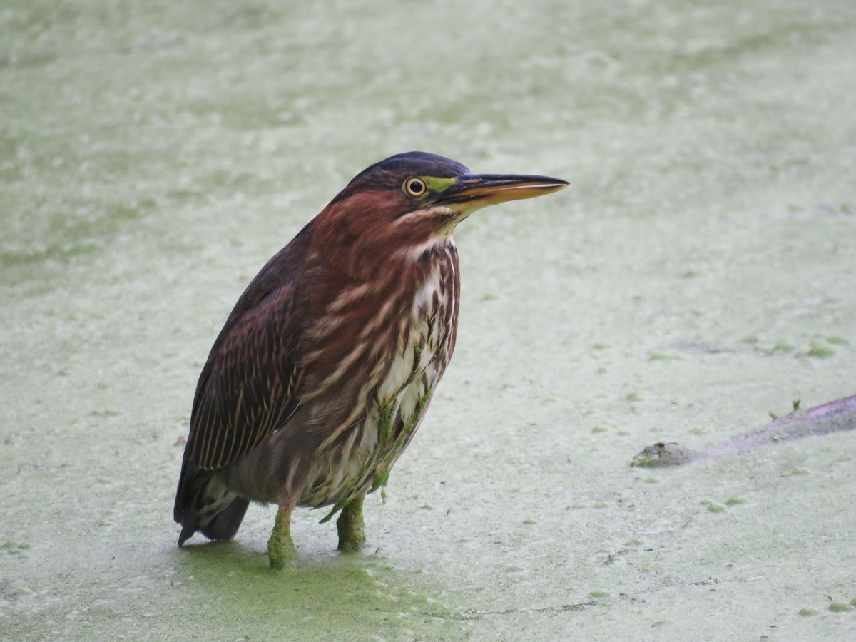 Green Heron - ML641343544