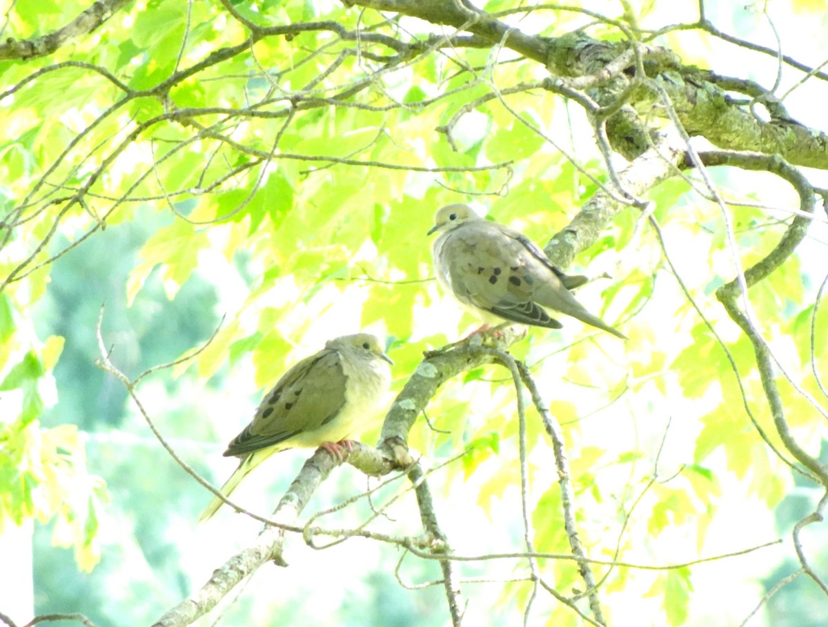 Mourning Dove - ML641343549