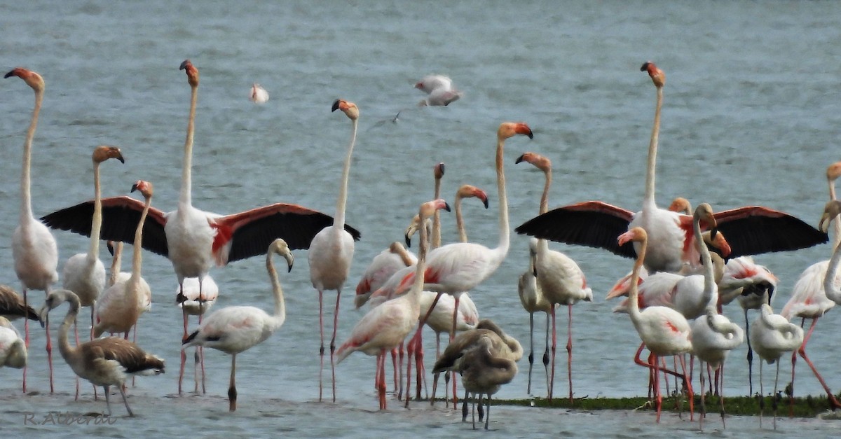 Greater Flamingo - ML641343566