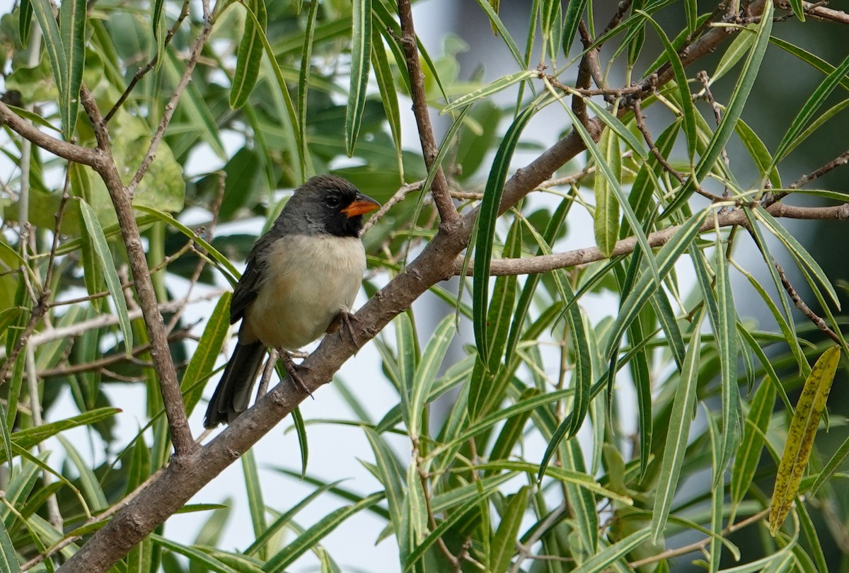 Black-throated Saltator - ML641343571