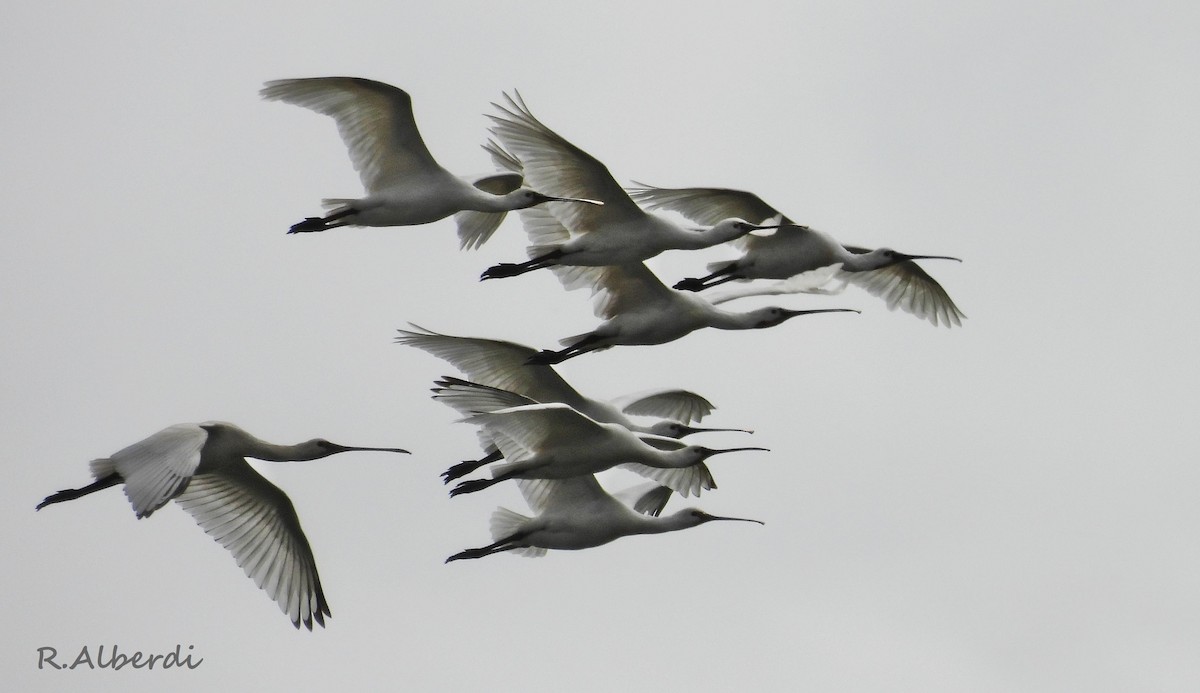 Eurasian Spoonbill - ML641343573