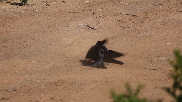 テリバネコウウチョウ - ML641343585