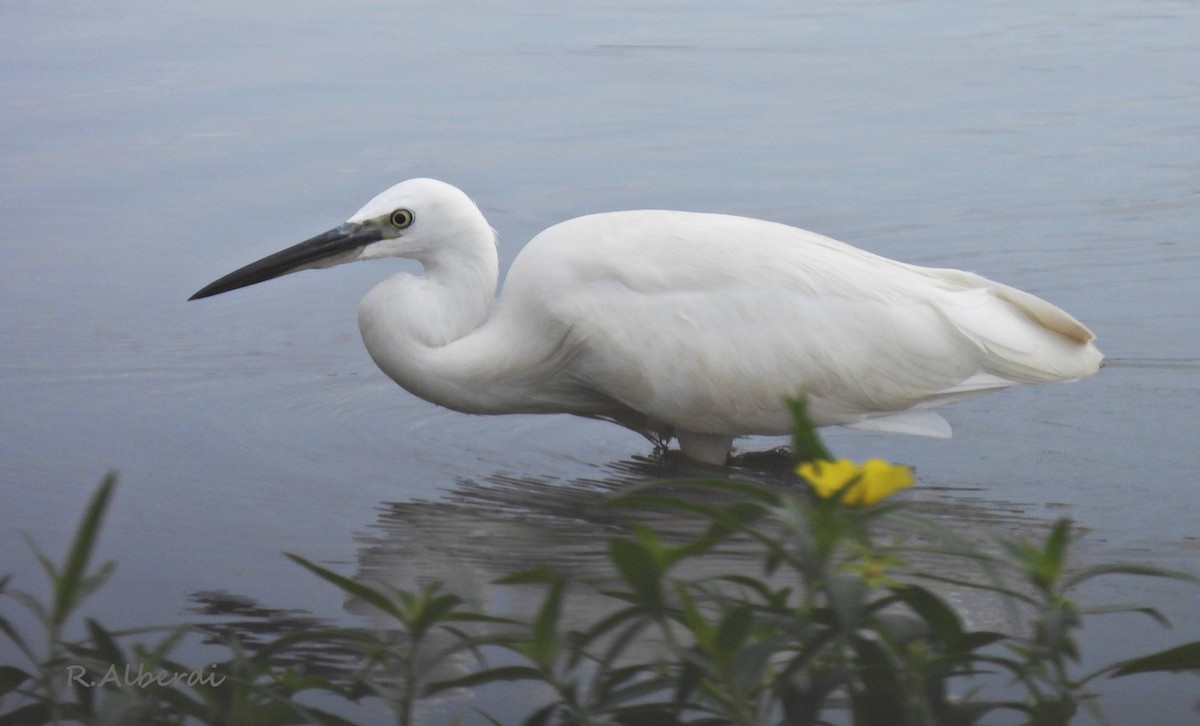 Little Egret - ML641343590