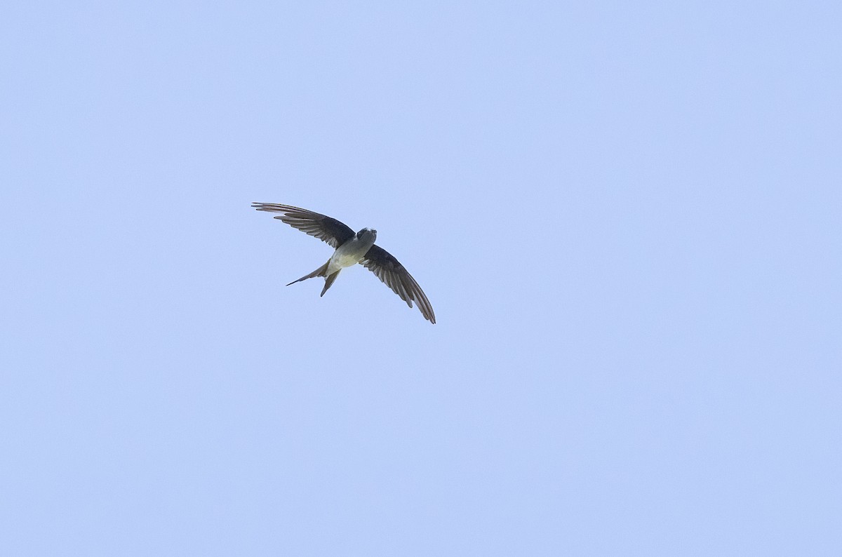 カンムリアマツバメ - ML641343598