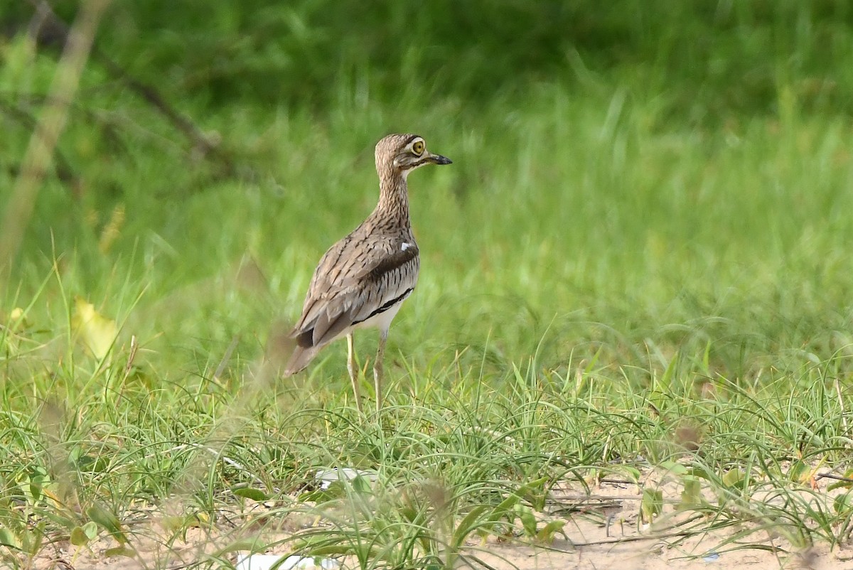 Senegal Thick-knee - ML641343601