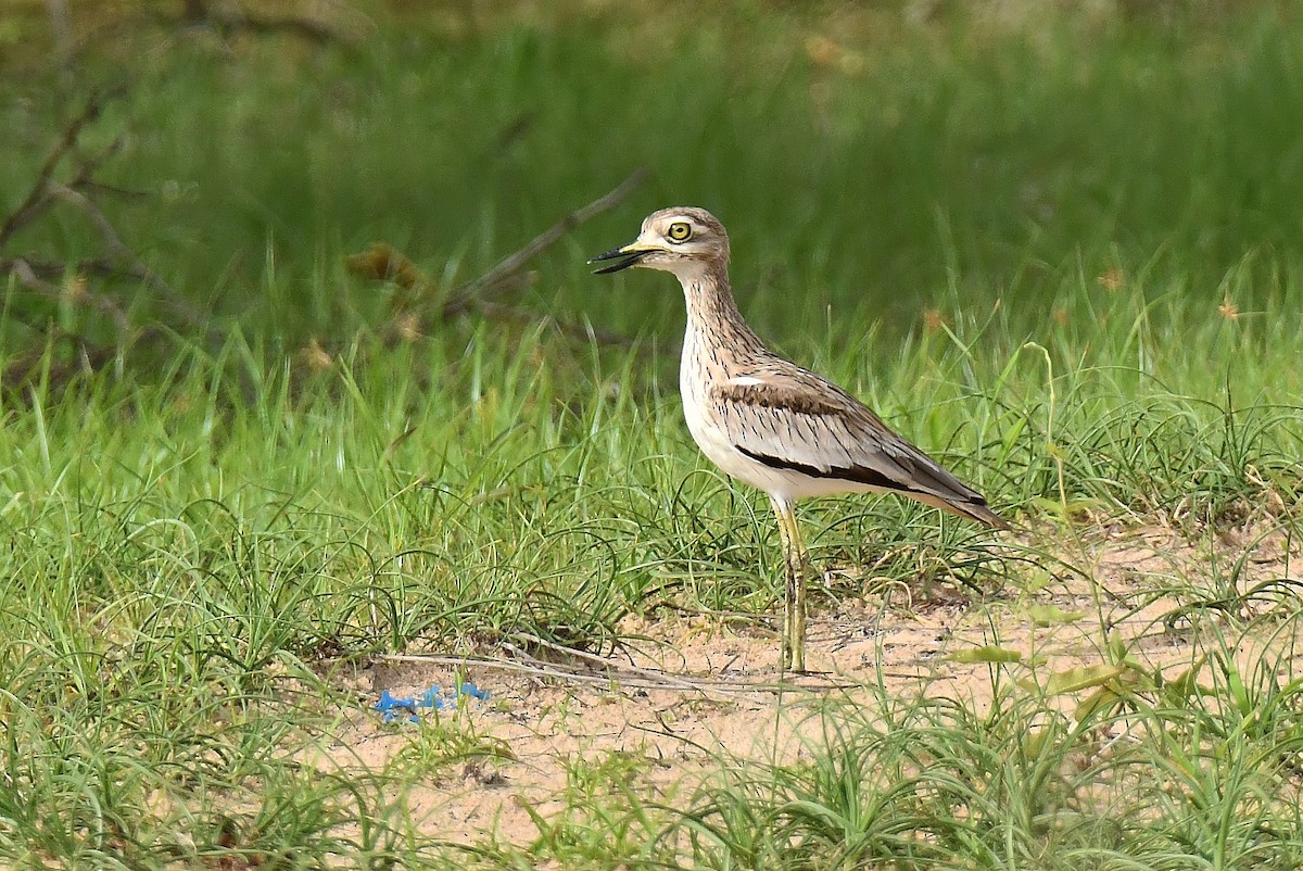 Senegal Thick-knee - ML641343602