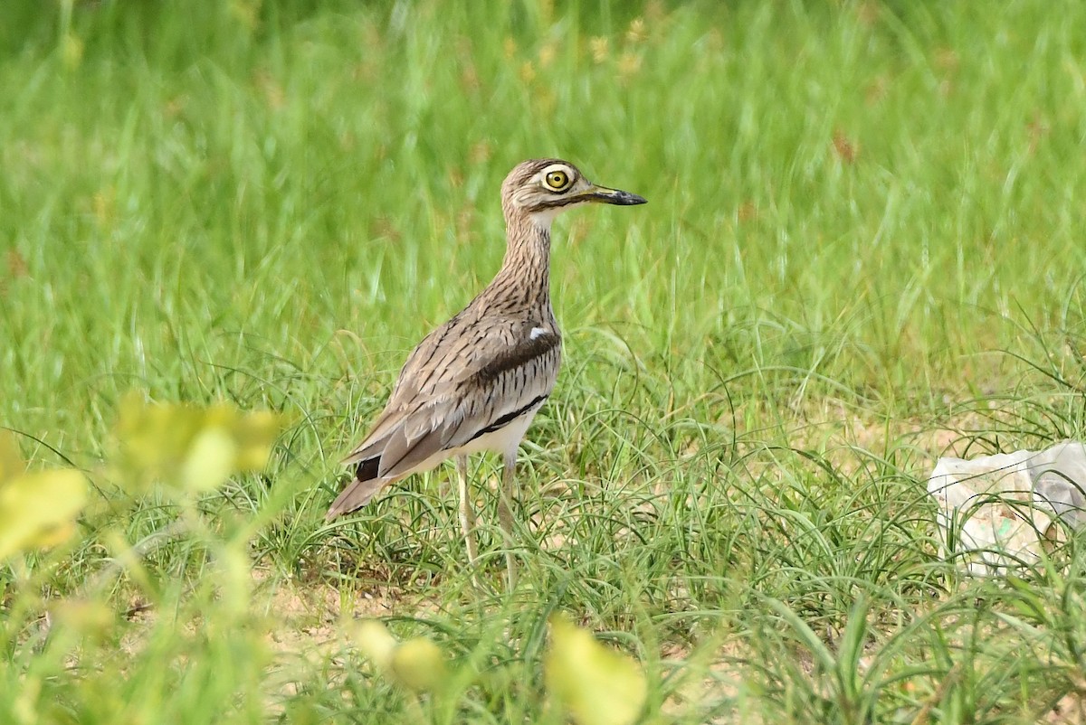 Senegal Thick-knee - ML641343603