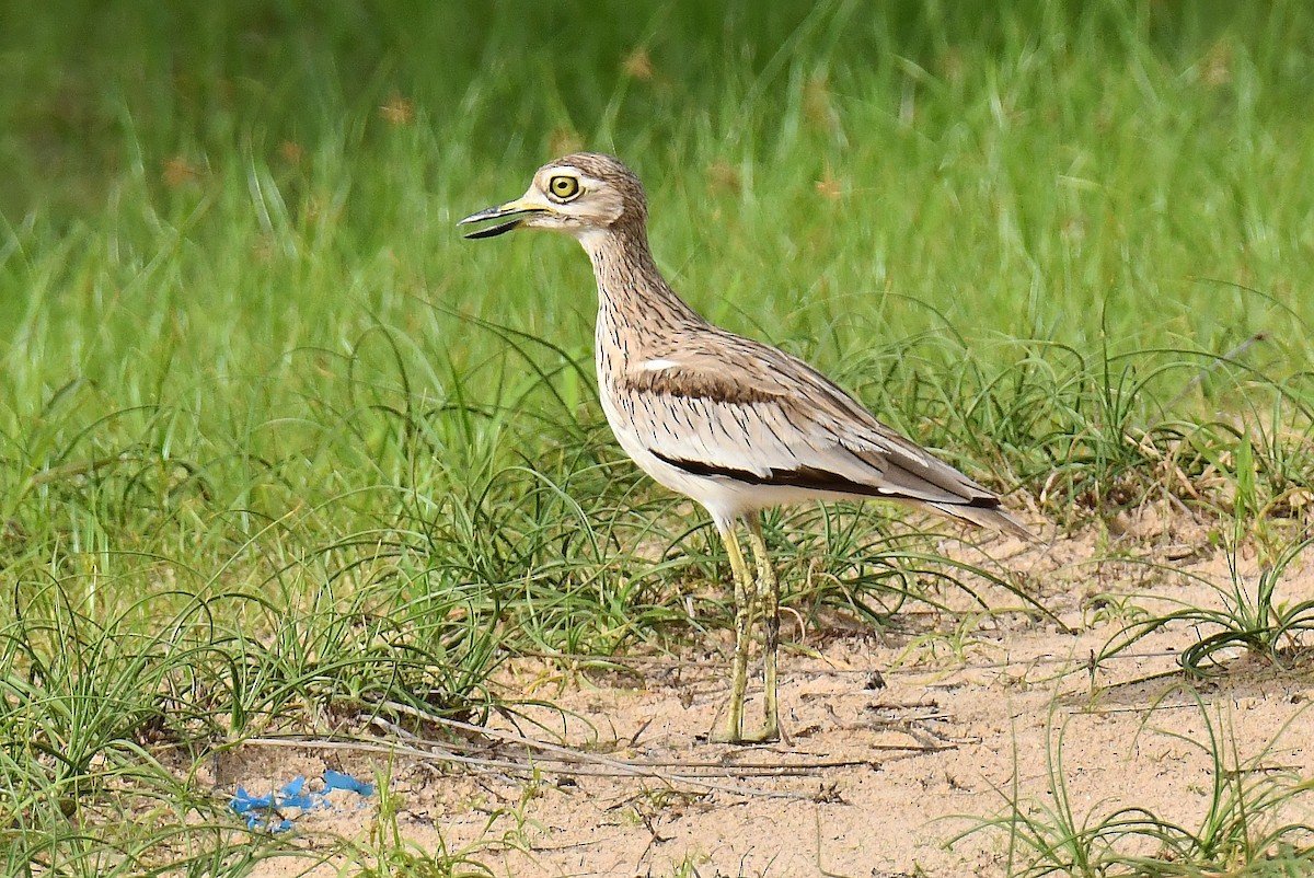 Senegal Thick-knee - ML641343604