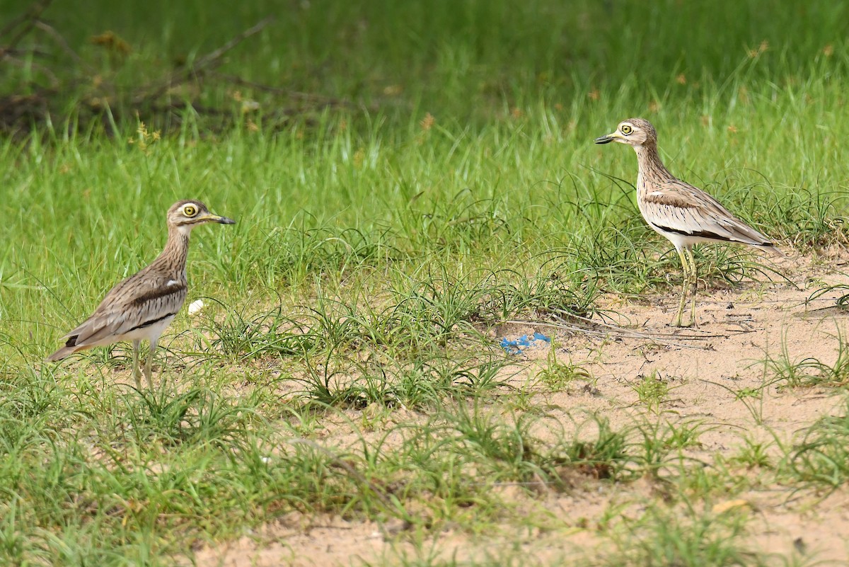Senegal Thick-knee - ML641343605