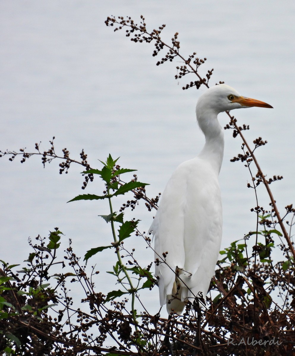 Western Cattle-Egret - ML641343608