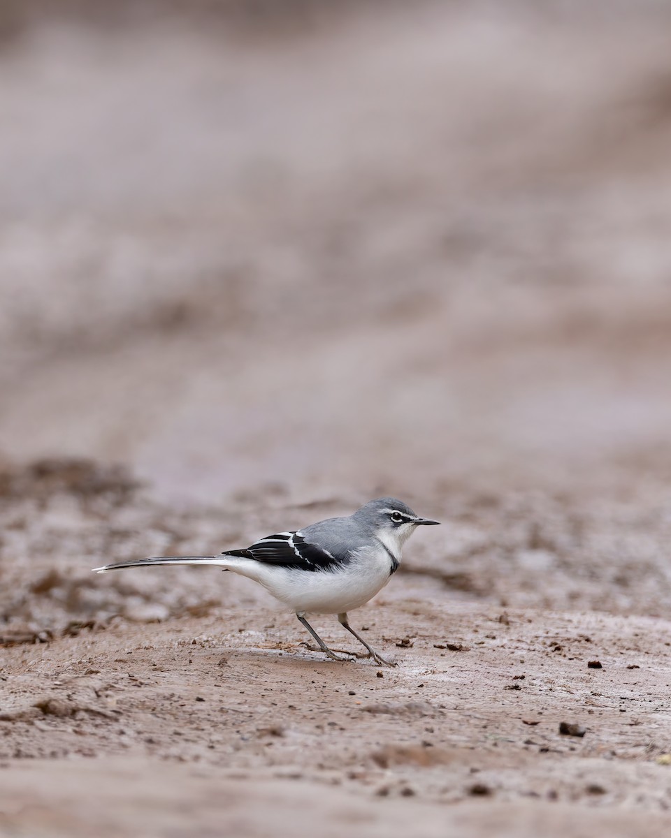 Mountain Wagtail - ML641343633