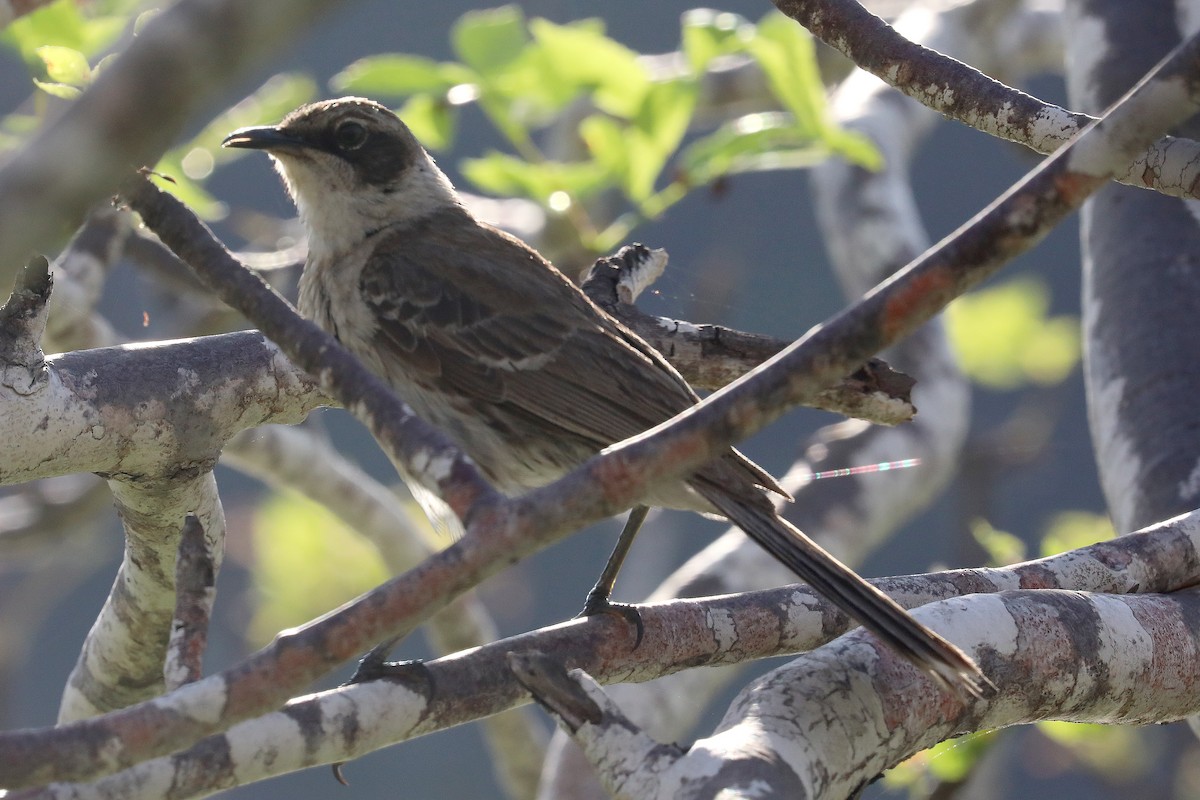 Galapagos Mockingbird - ML641343672