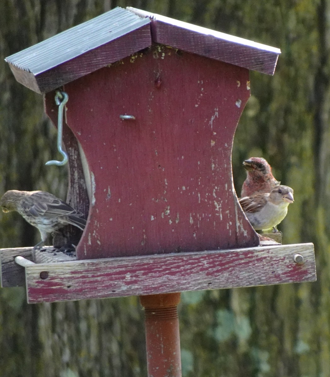 House Finch - ML641343689