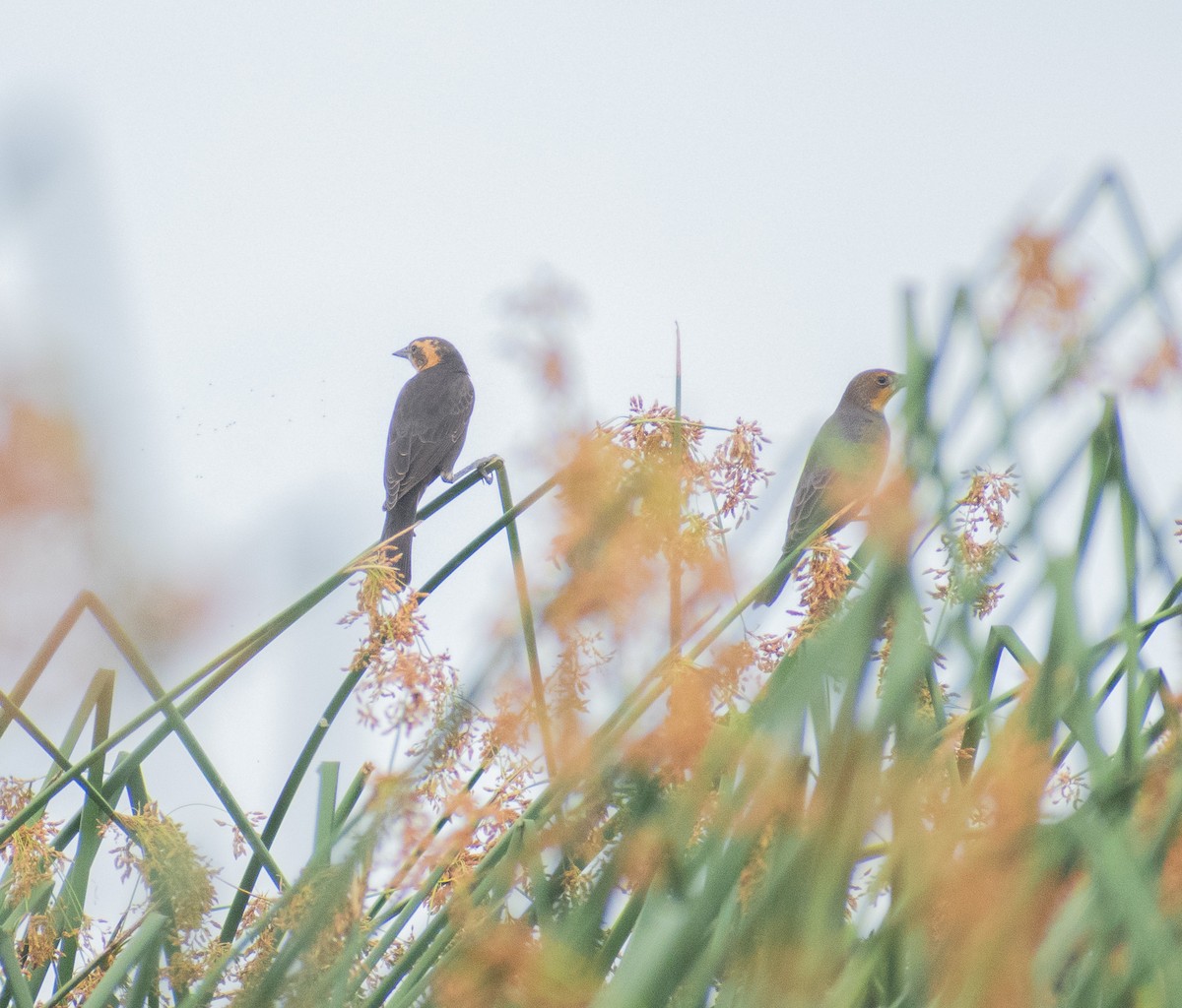 Yellow-headed Blackbird - ML641343695