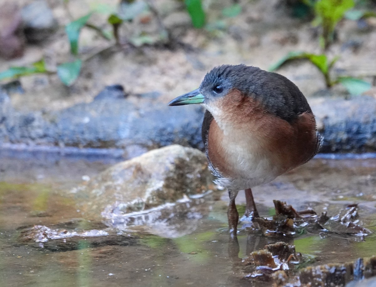 ノドジロコビトクイナ - ML641343703