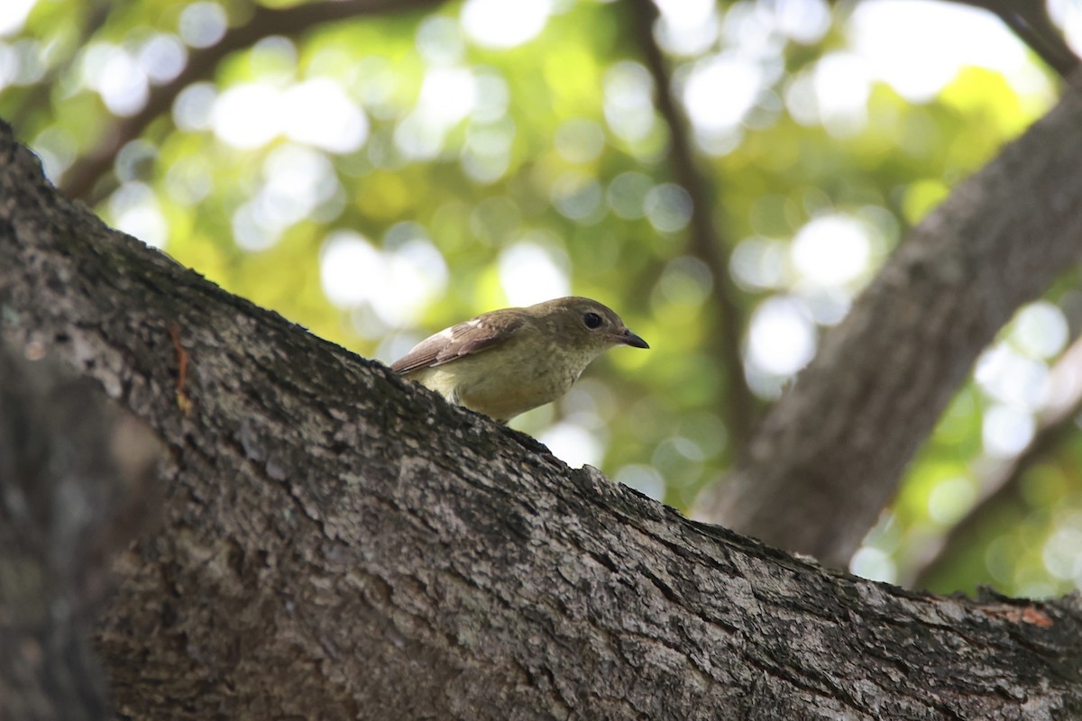 Yellow-rumped Flycatcher - ML641343728