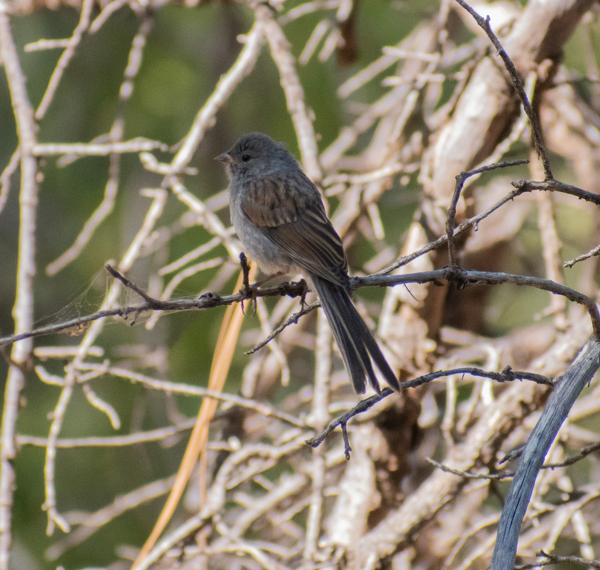Black-chinned Sparrow - ML641343731