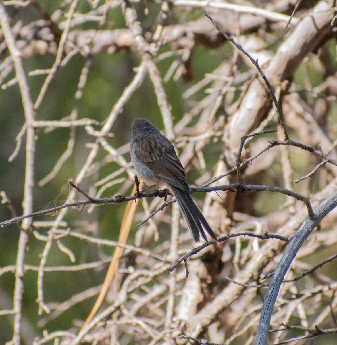 Black-chinned Sparrow - ML641343732