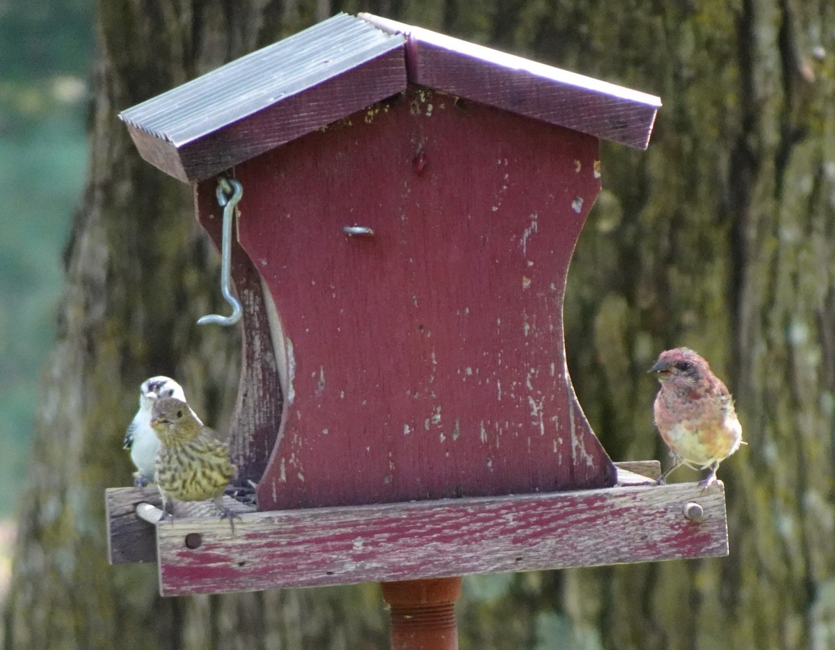 House Finch - ML641343736