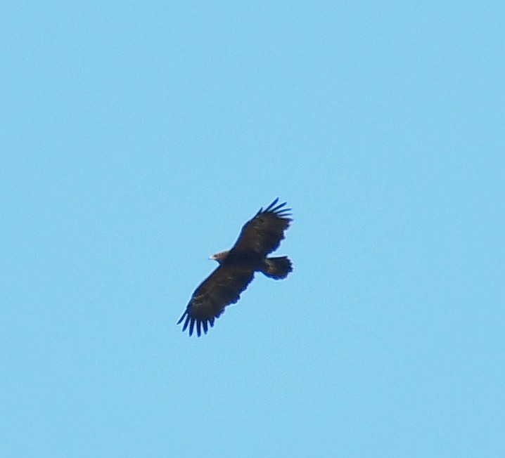 Lesser Spotted Eagle - ML641343740