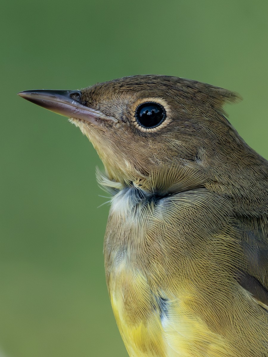 Connecticut Warbler - ML641343764