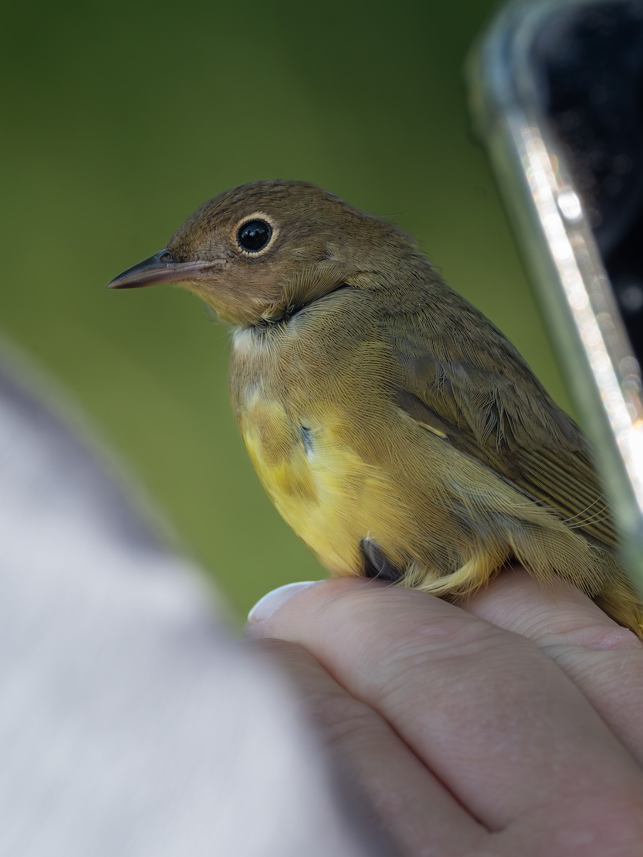 Connecticut Warbler - ML641343765