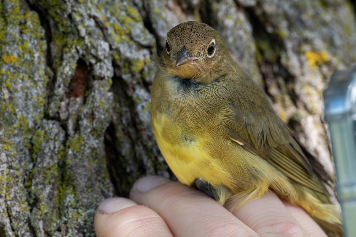Connecticut Warbler - ML641343766