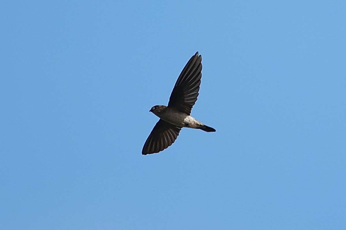 White-nest Swiftlet - ML641343799