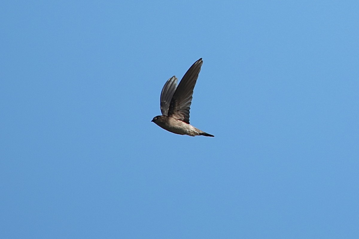 White-nest Swiftlet - ML641343800