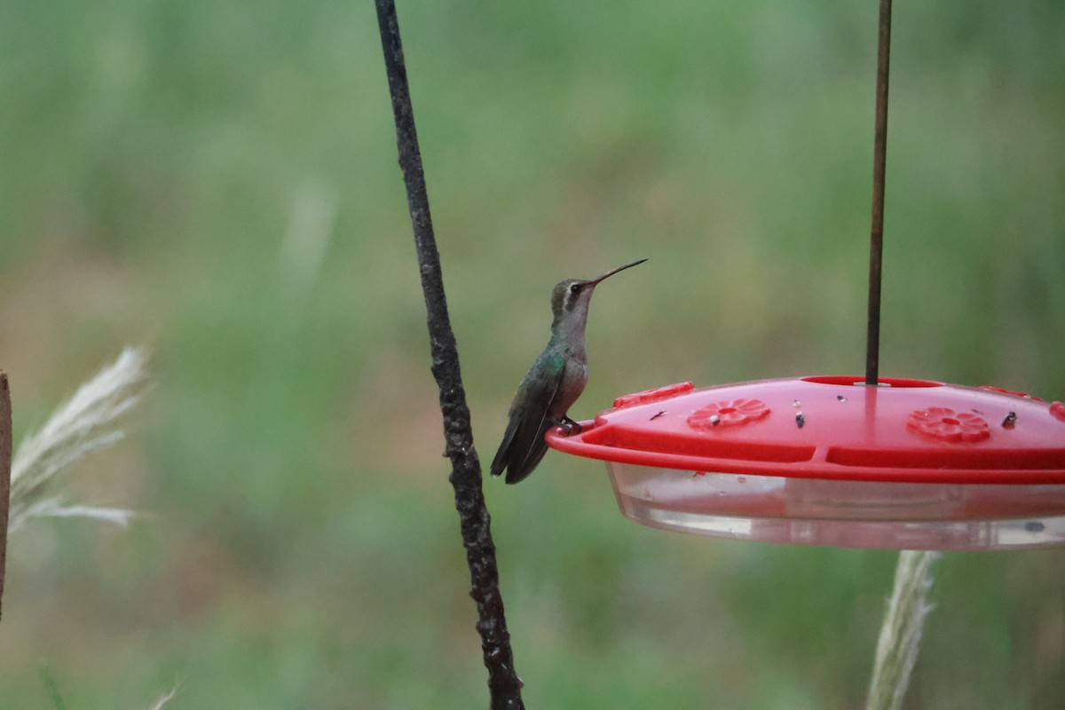 Colibri circé - ML641343833