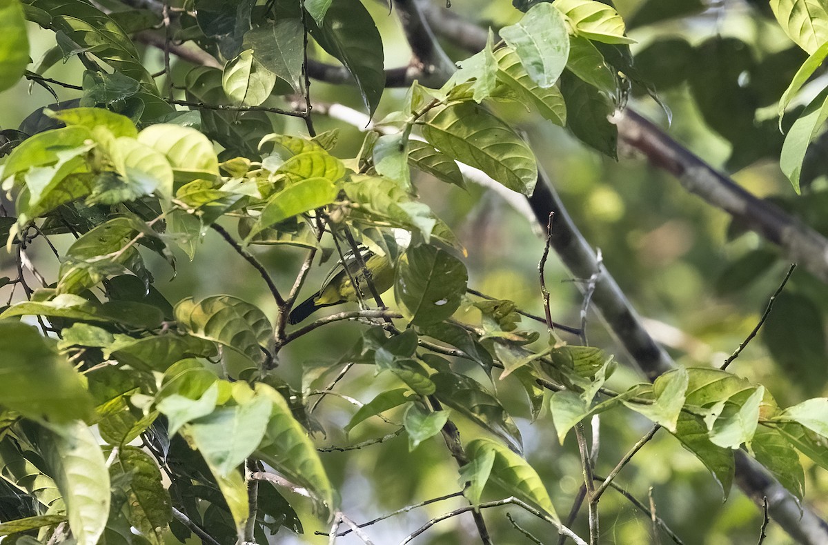 Green Iora - ML641343836