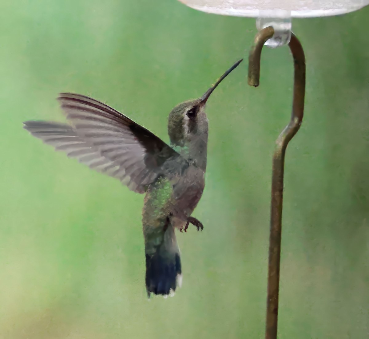 Colibri circé - ML641343842