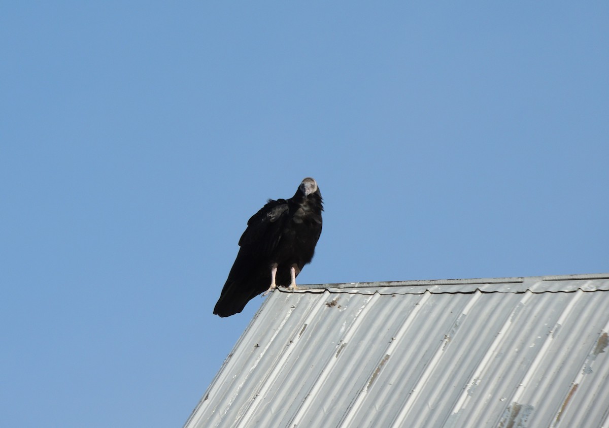 Aura Gallipavo - ML641343845