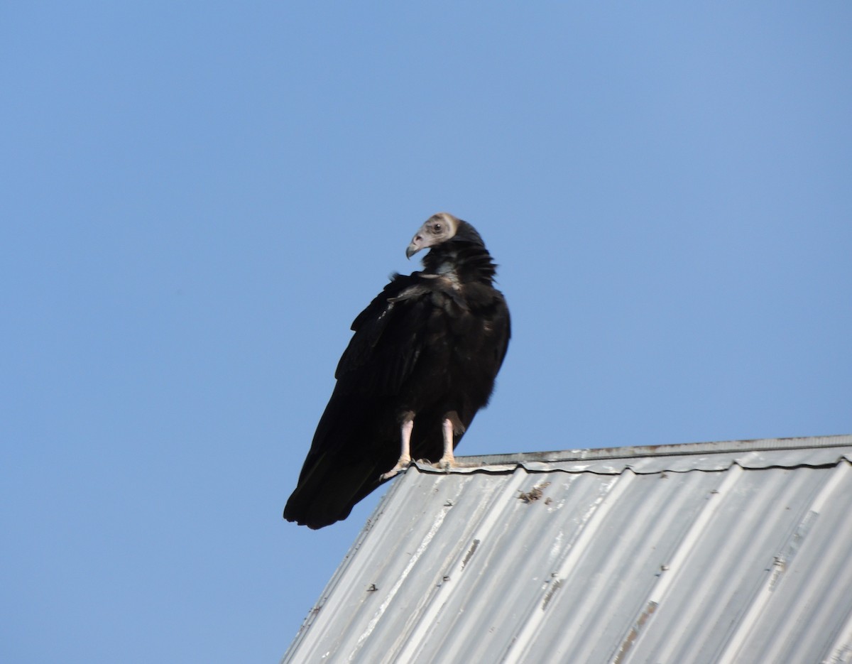 Aura Gallipavo - ML641343847