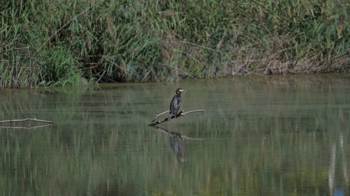 Great Cormorant - ML641343859