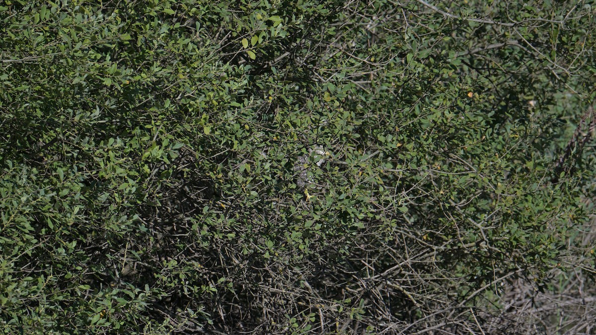 Nachtreiher - ML641343871