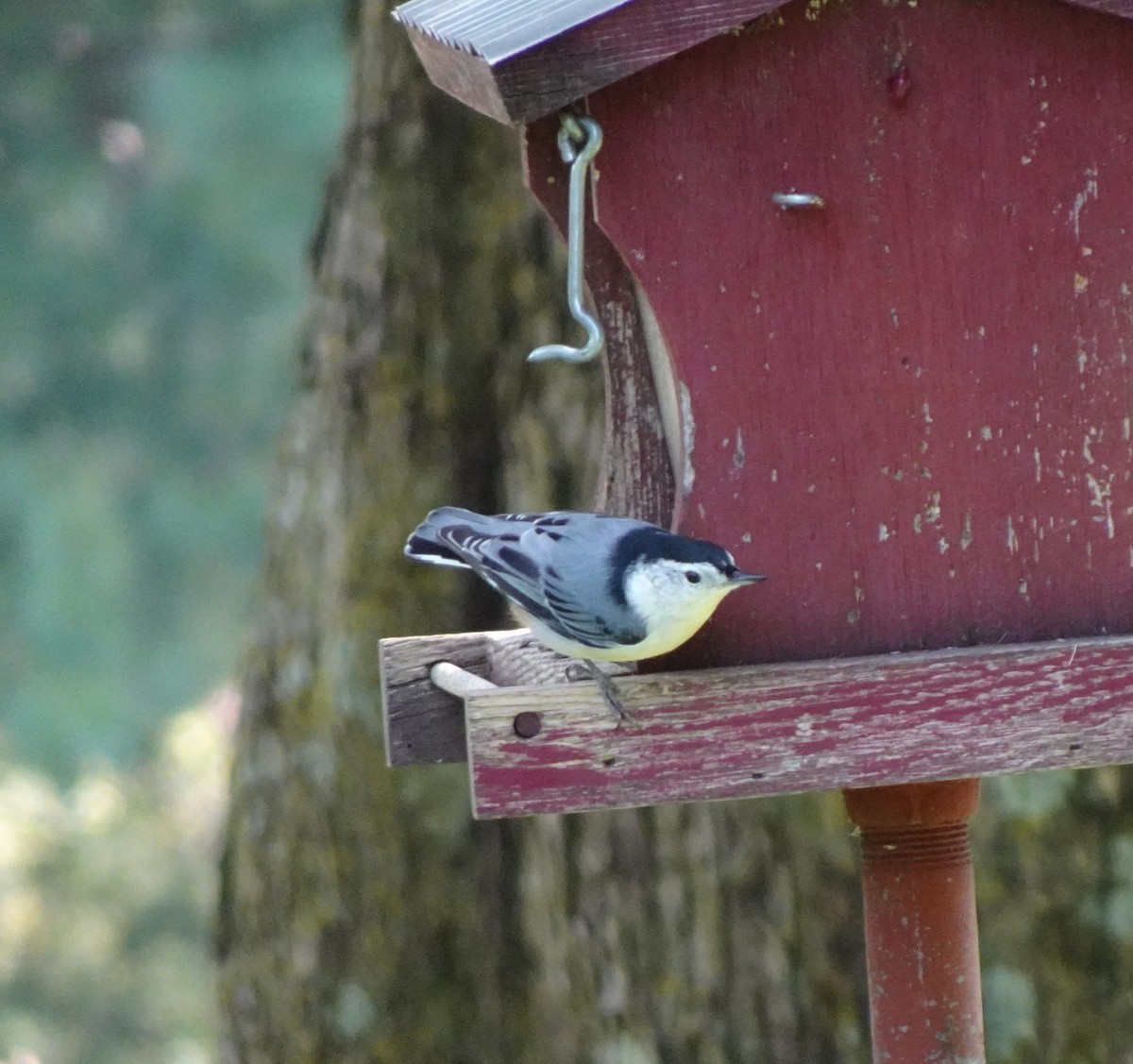 White-breasted Nuthatch - ML641343873
