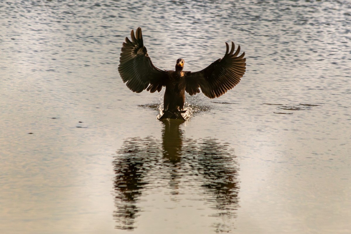 Double-crested Cormorant - ML641343874