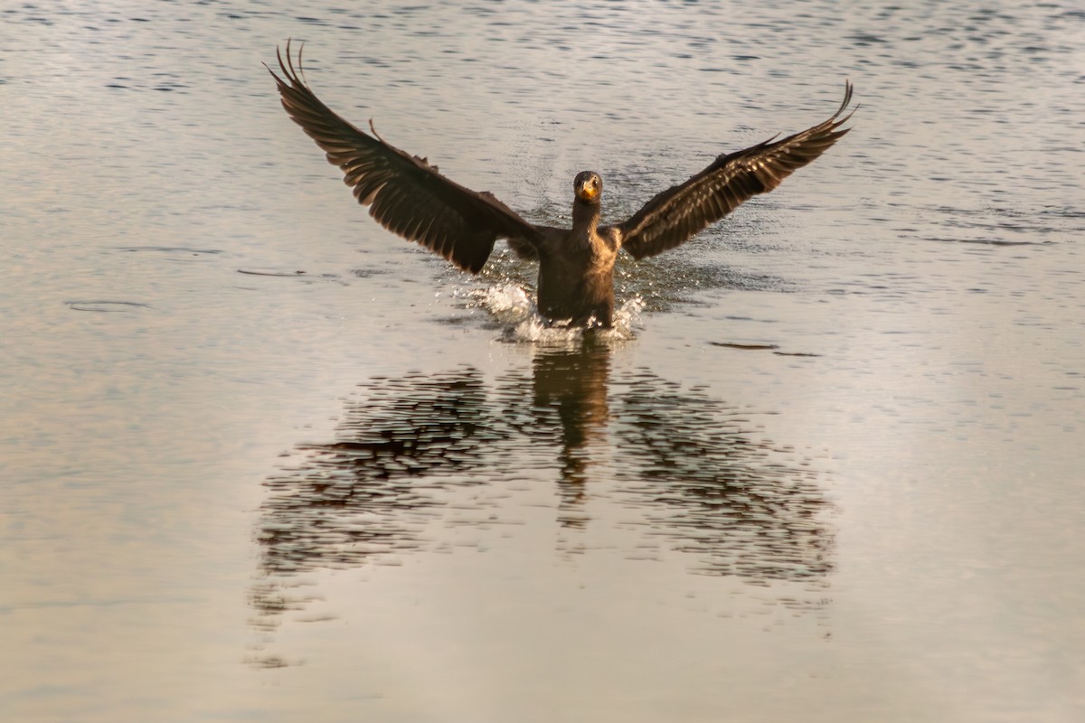 Double-crested Cormorant - ML641343875