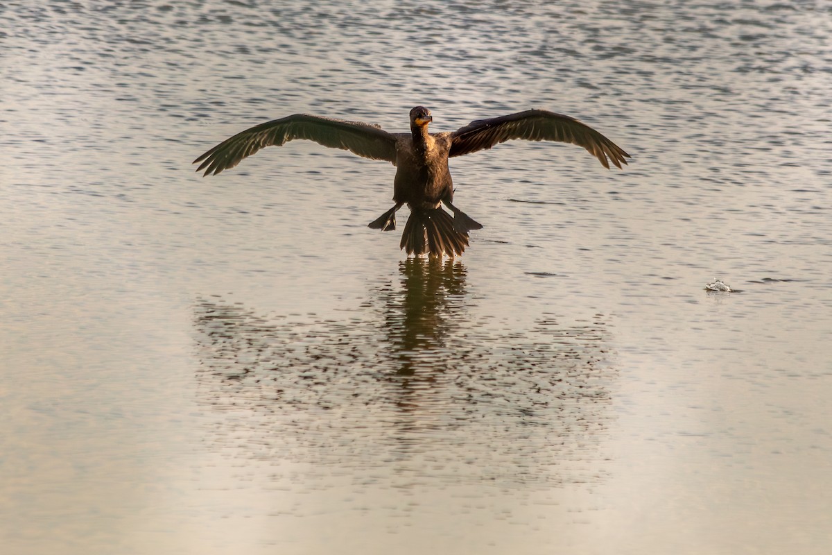 Double-crested Cormorant - ML641343878