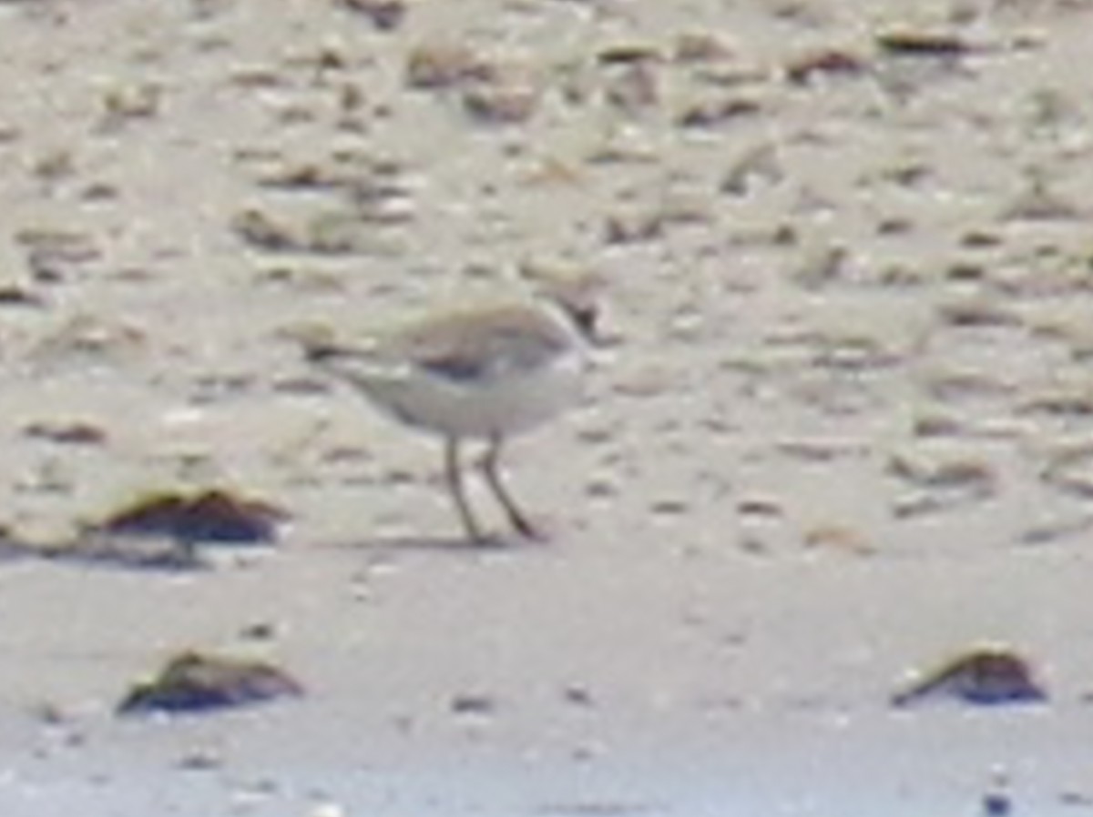 Piping Plover - ML641343880