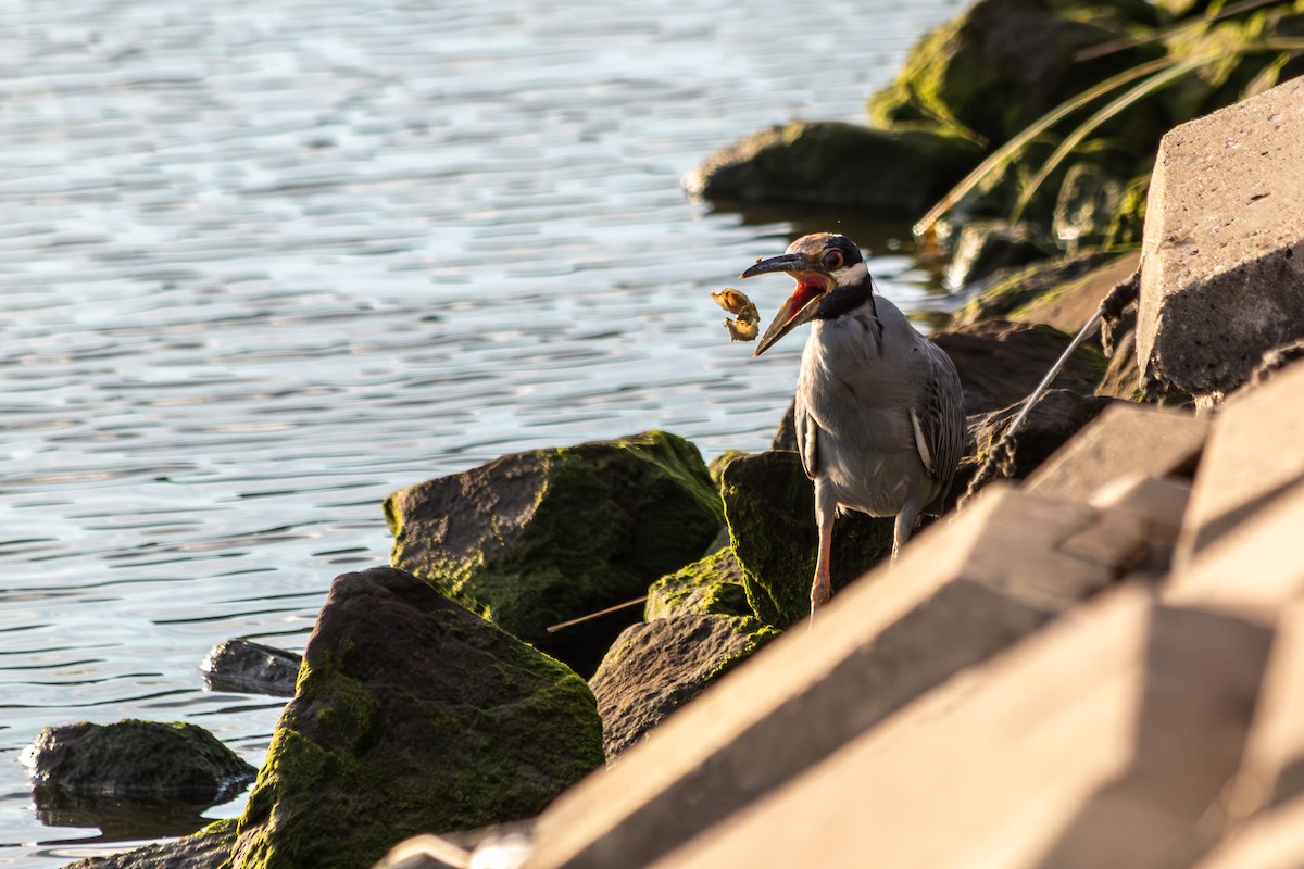 Yellow-crowned Night Heron - ML641343881