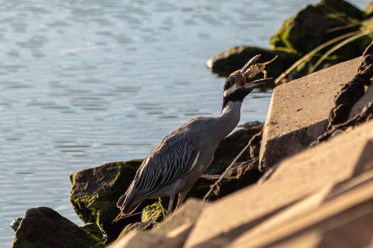 Yellow-crowned Night Heron - ML641343882